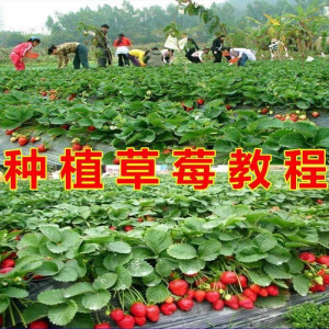 草莓种植技术全套视频教程大全科学培训方法经验大棚栽培教程资料-第一资源库