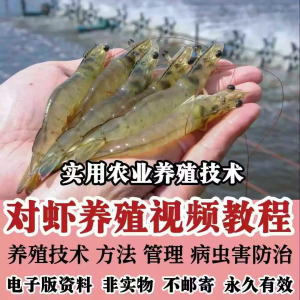 对虾养殖技术视频教学教程水质管理日常养护疾病防治南美白素材-第一资源库